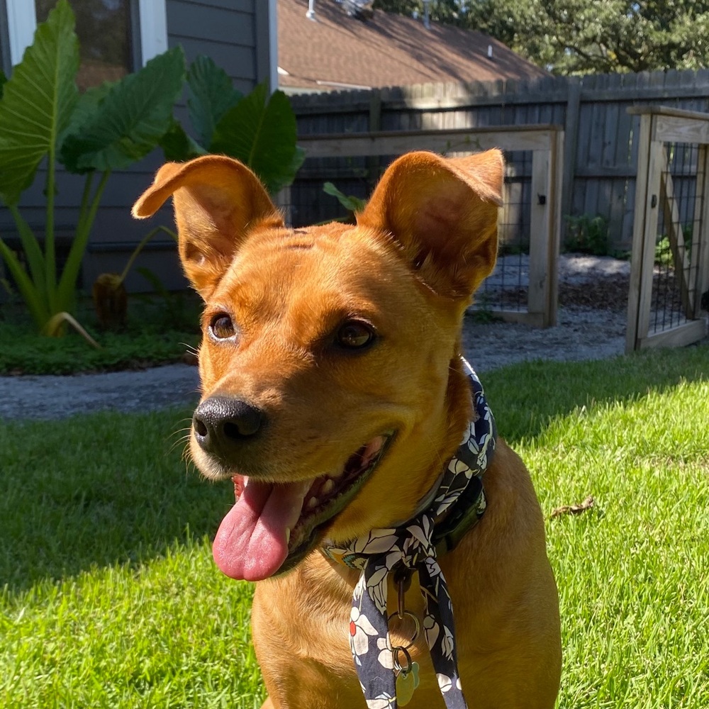 Meet your Posher, Bella